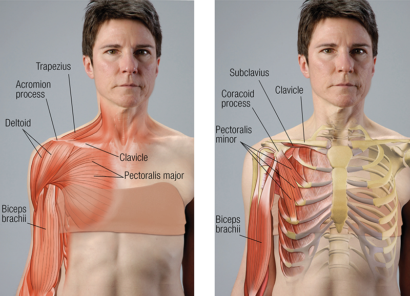 ND_19_FunctionalAnatomy3and4_800 ND_19_FunctionalAnatomy3and4_800