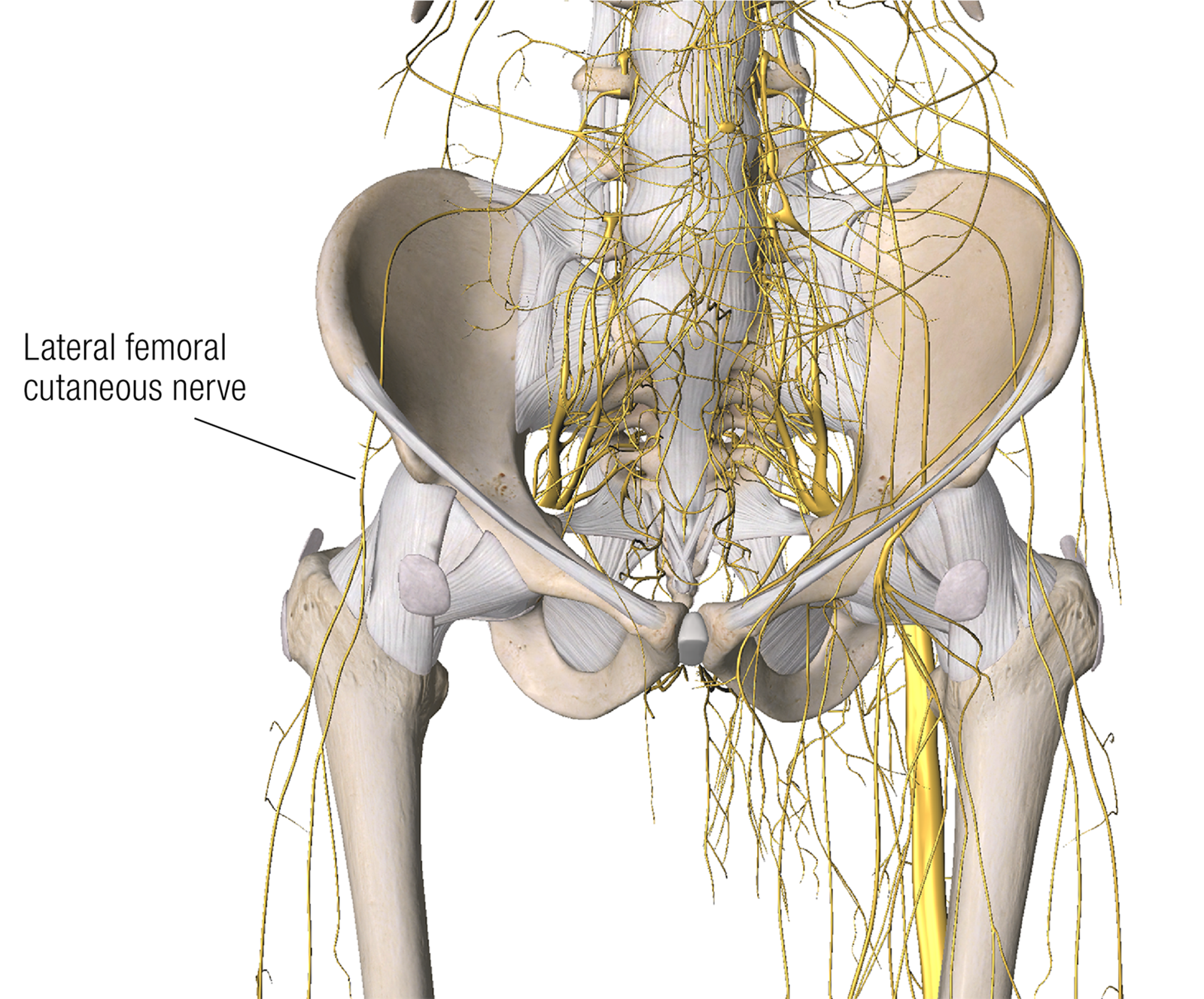ND16_ScienceofNerves6 ND16_ScienceofNerves6