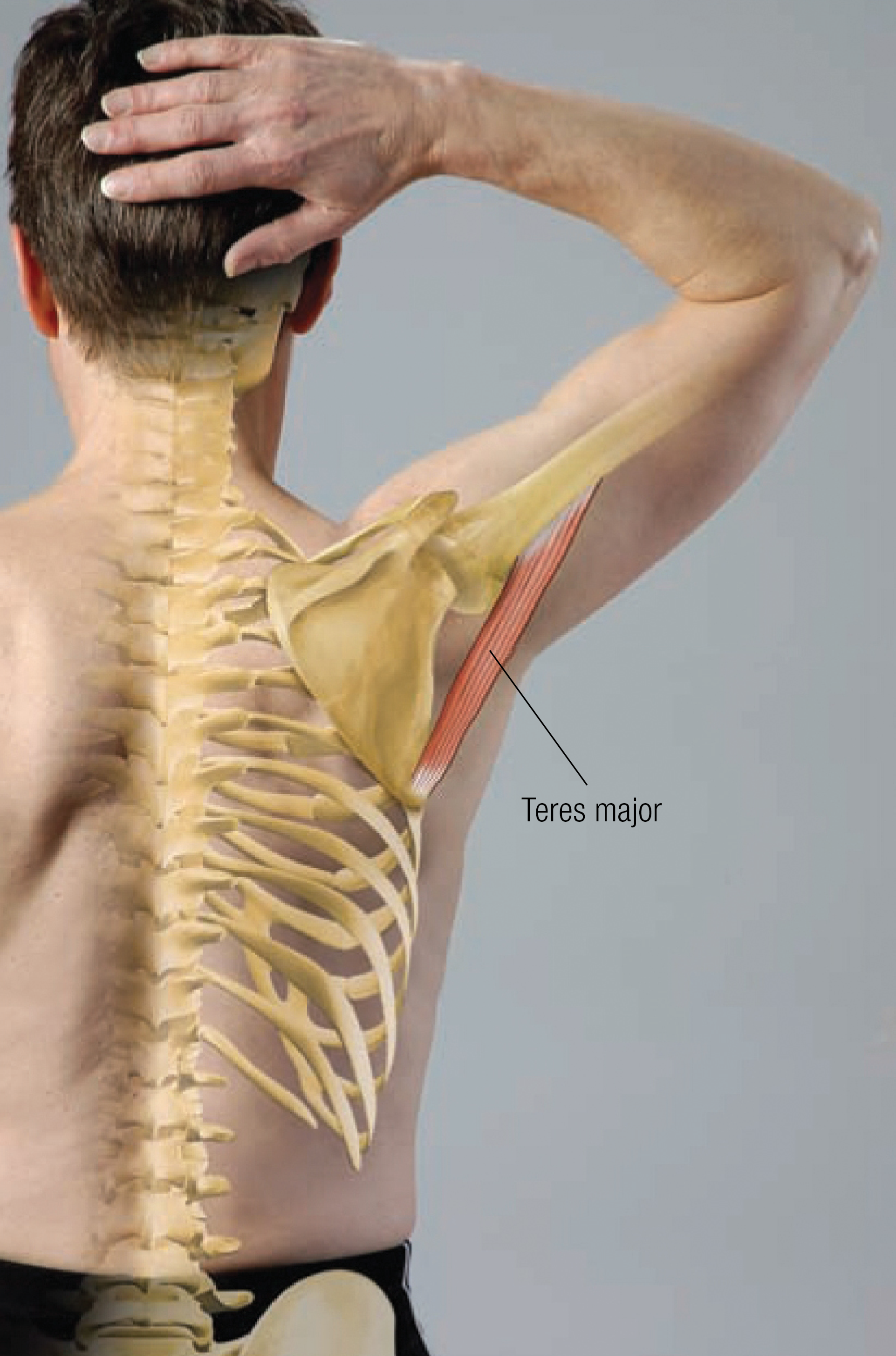 MA_14_FunctionalAnatomy1_1600