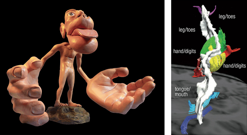 SO20_Hand and the brain