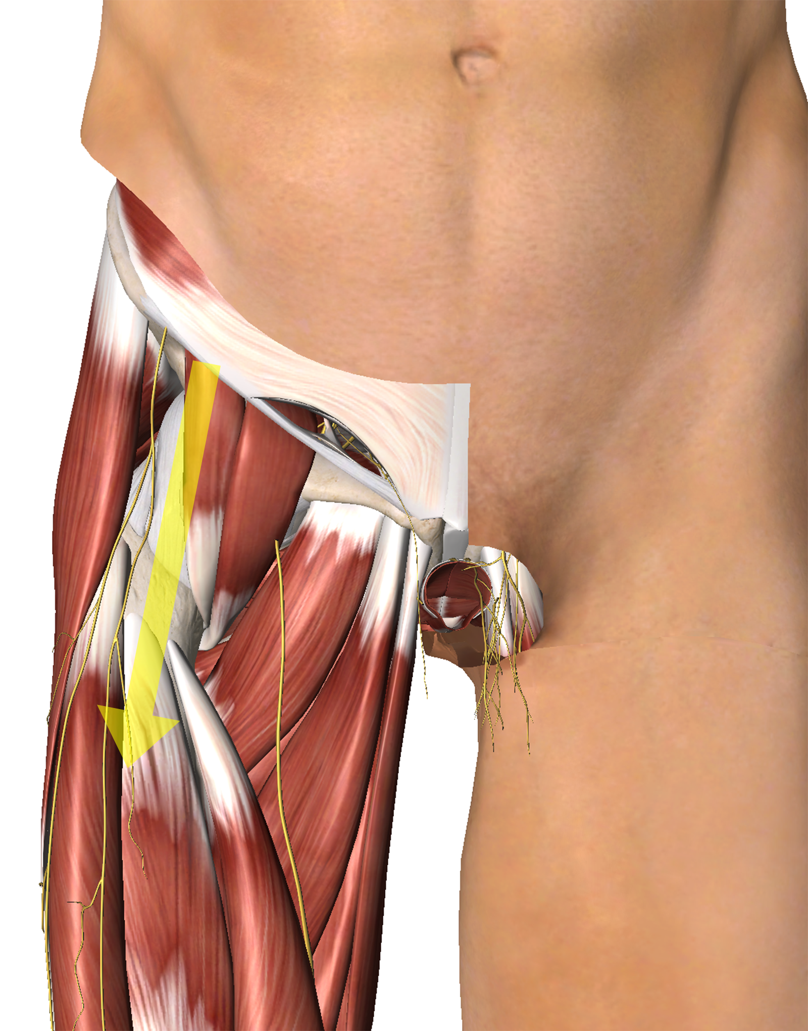 ND16_ScienceofNerves7 ND16_ScienceofNerves7