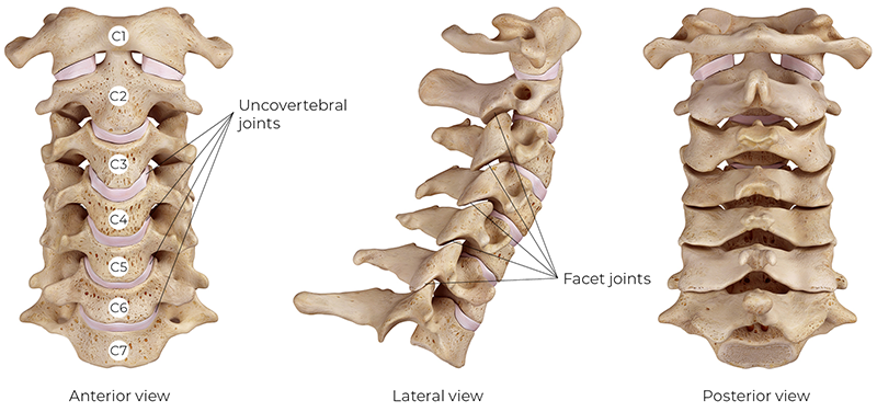 SP_26_MyoskeletalAlignment1_800 Images of the cervical spine from various angles.
