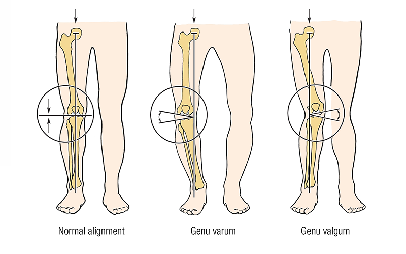 MA_19_FunctionalAnatomy4_800 MA_19_FunctionalAnatomy4_800