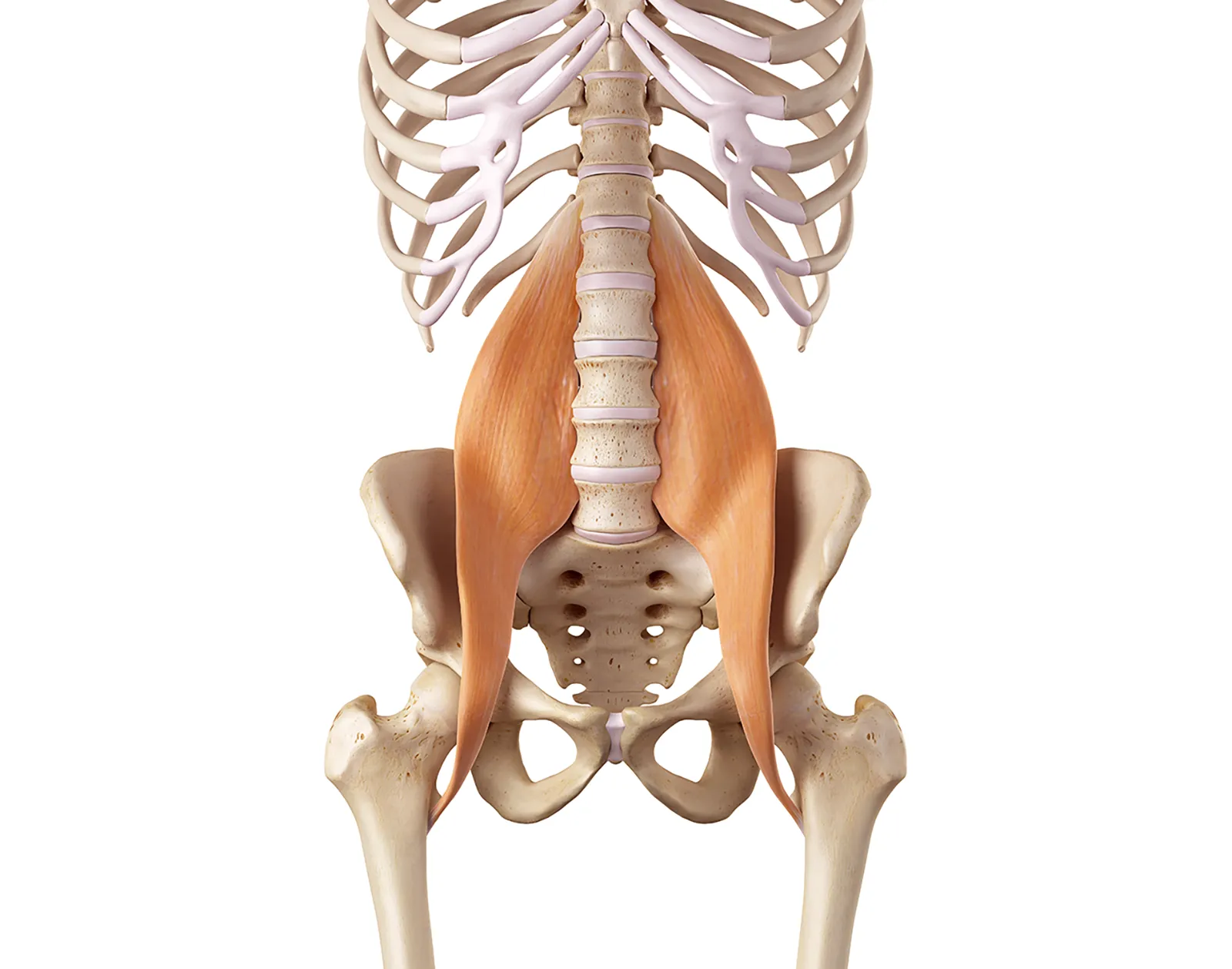 The Psoas Solution Teaser Image