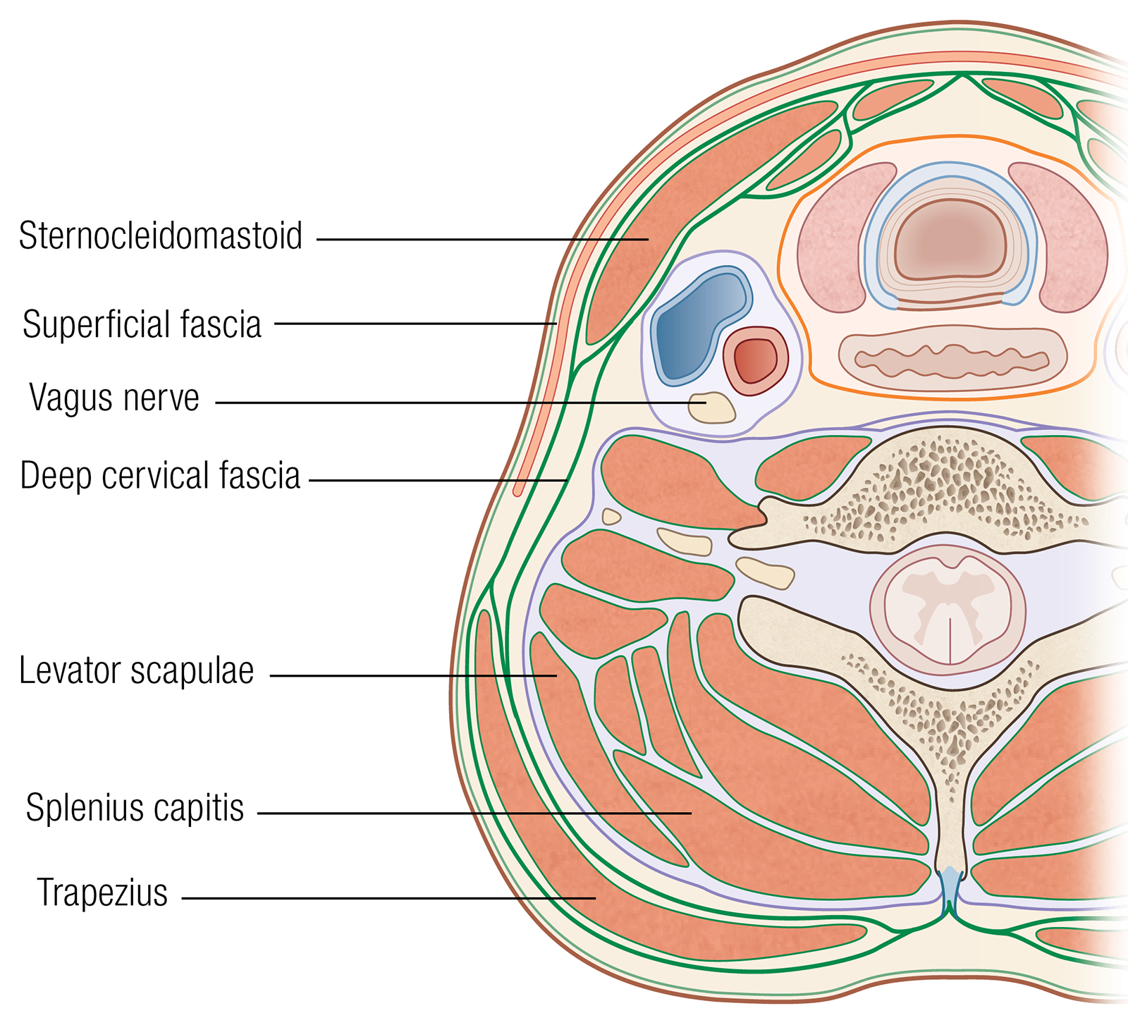 JA_16_Myofascial2_SCMs_1600 JA_16_Myofascial2_SCMs_1600