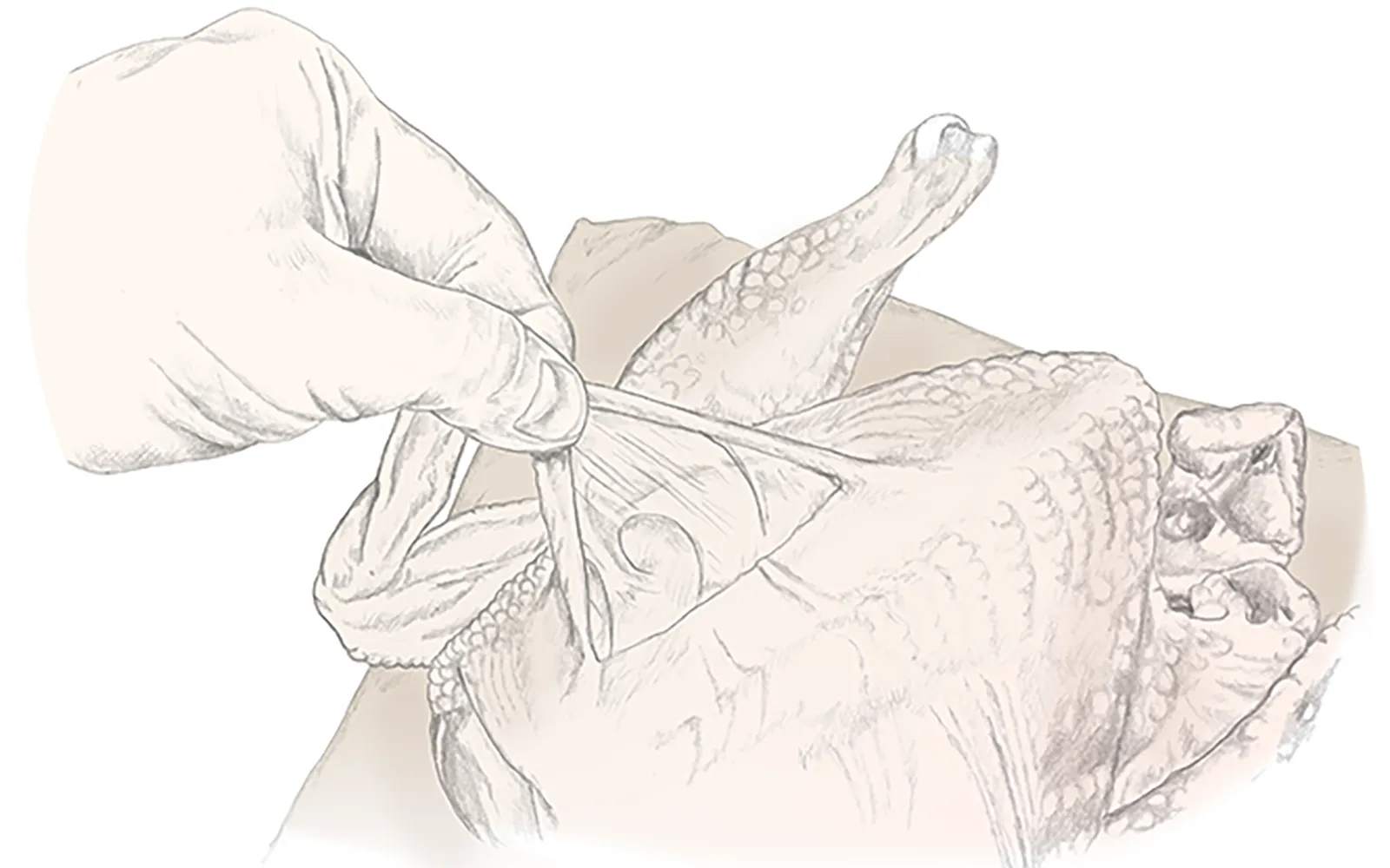 MJ_14_6ShortStories2_ConnectiveTissue_1600
