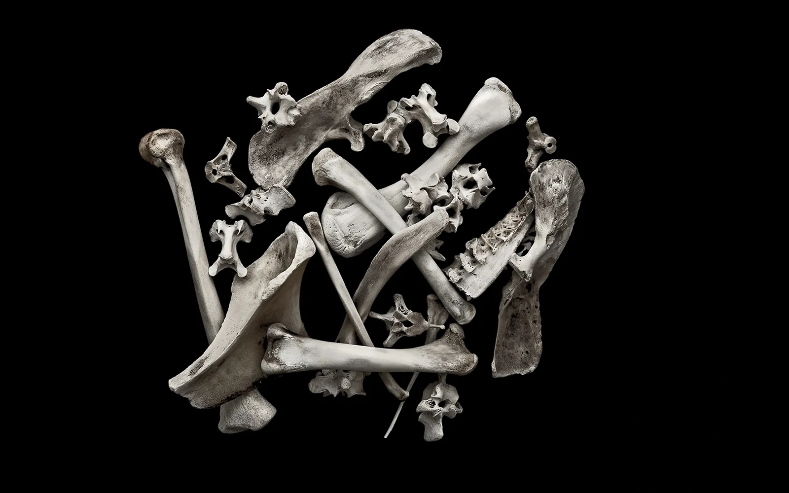 Life in the Bones Teaser Image