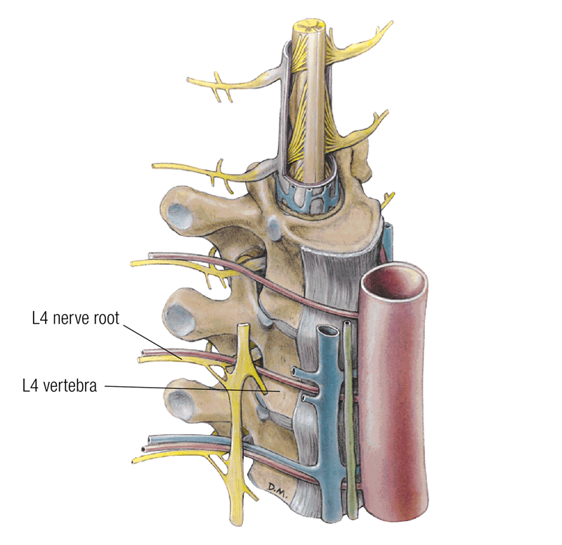 MA17_Nerves2 MA17_Nerves2