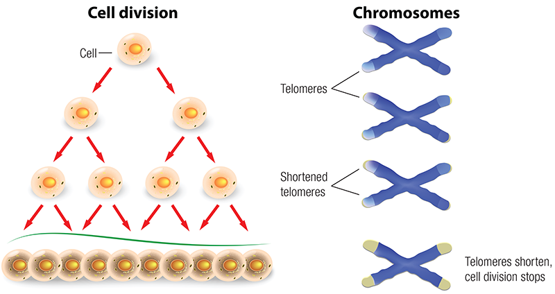 JF20_Chronic Stress2 JF20_Chronic Stress2