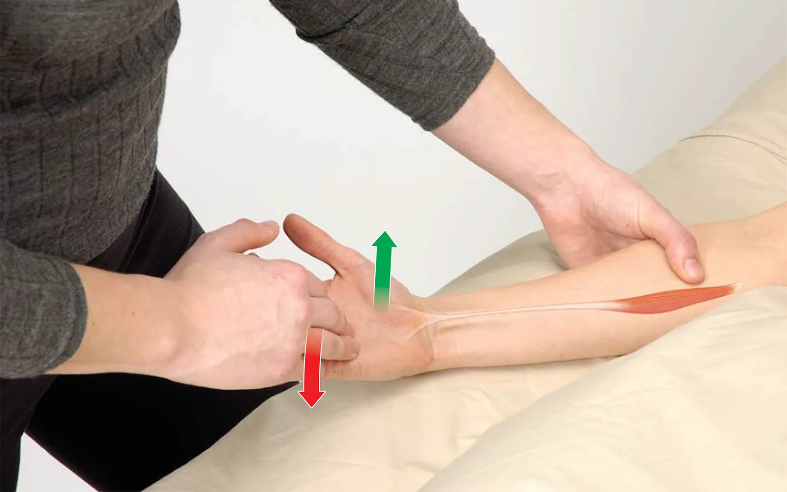 MJ_14_FunctionalAnatomy_Secondary1_1600 MJ_14_FunctionalAnatomy_Secondary1_1600