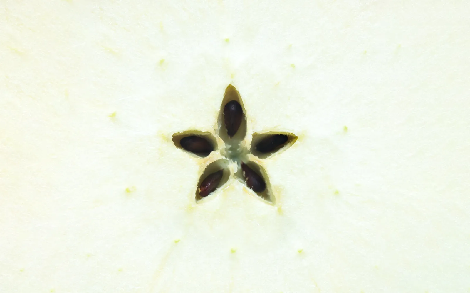 Wild Psoas Teaser Image