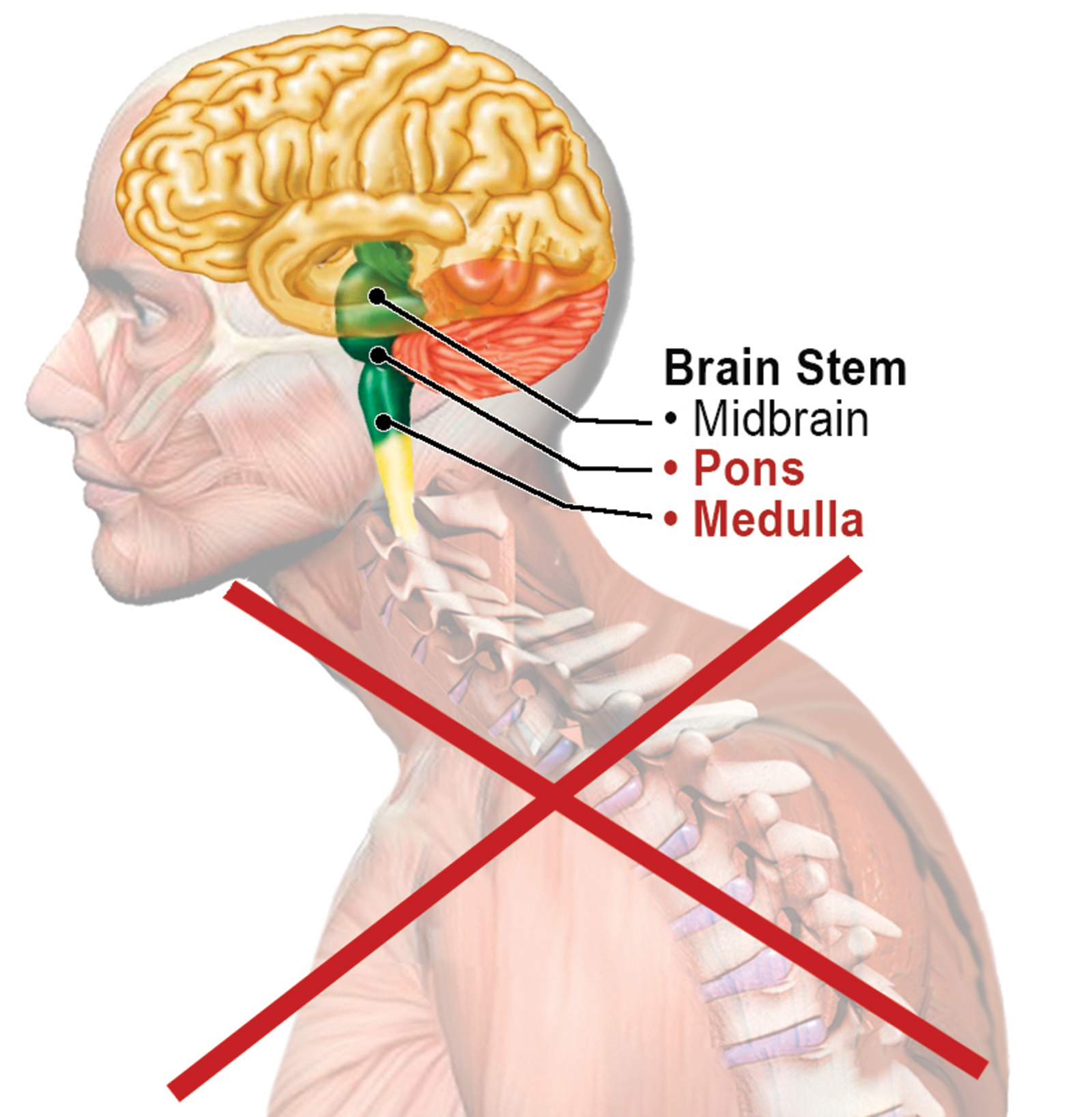 Postural Plasticity Teaser Image Postural Plasticity Teaser Image