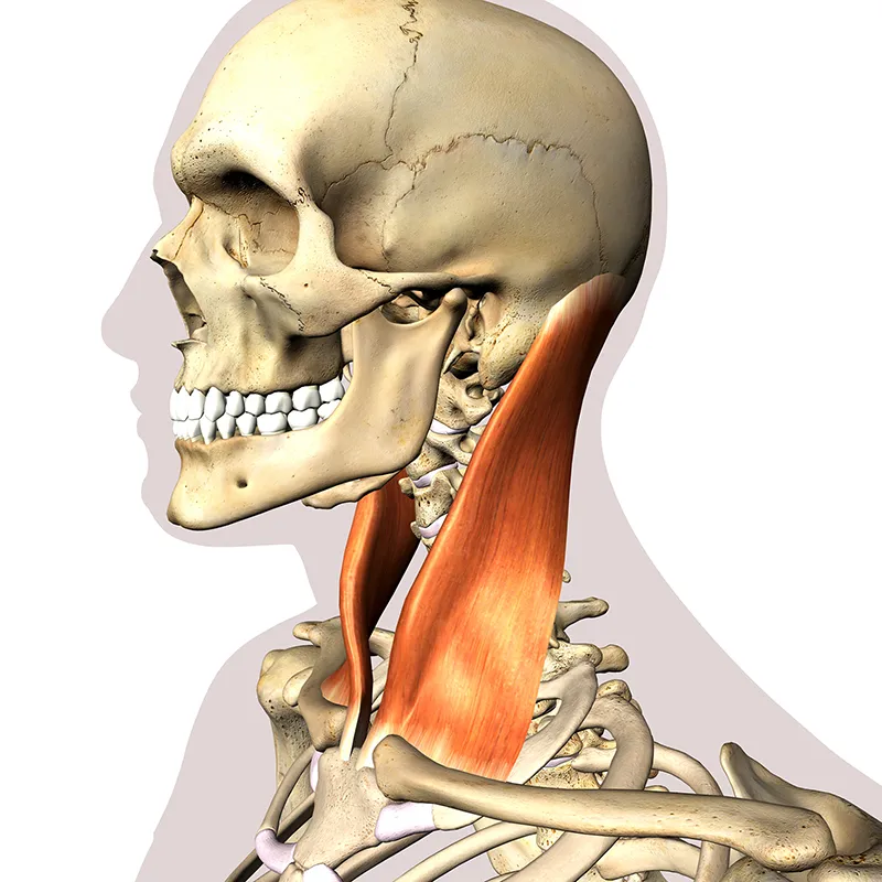 MA21_TheMuscleTheBeast_Main