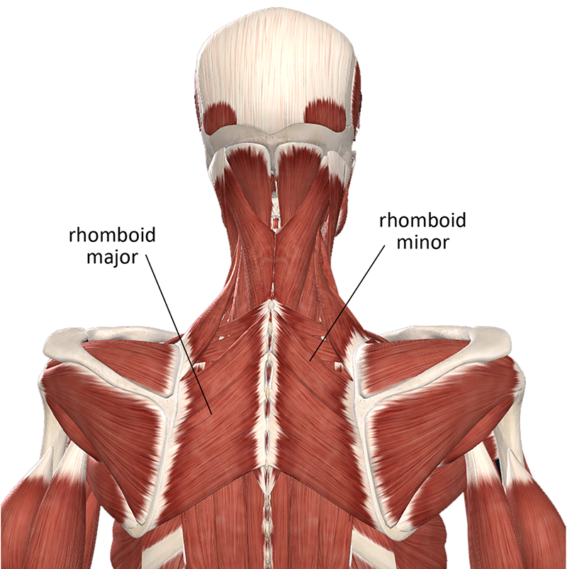 ND20_Managing Upper Back2 ND20_Managing Upper Back2