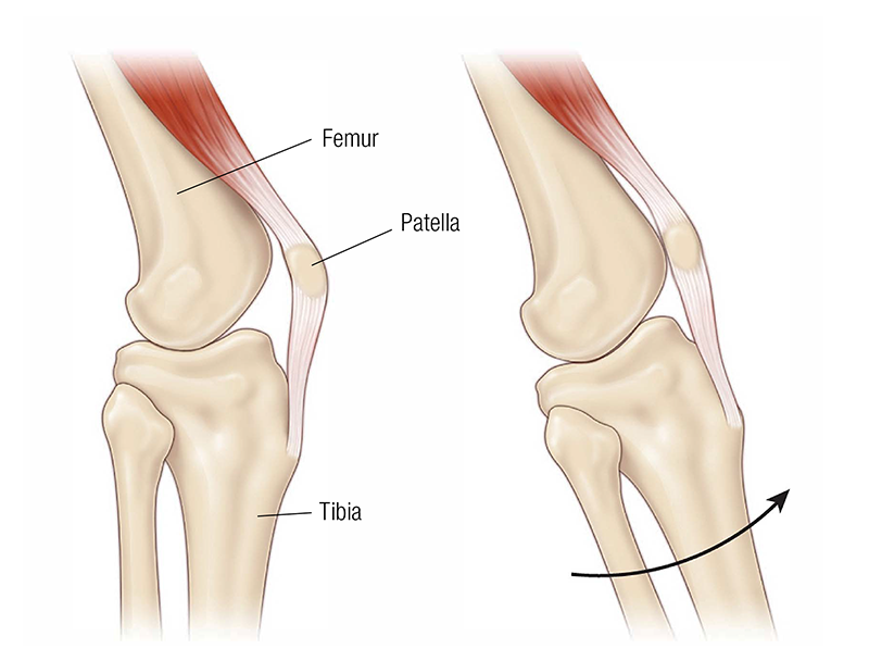 MA_19_FunctionalAnatomy3_800 MA_19_FunctionalAnatomy3_800
