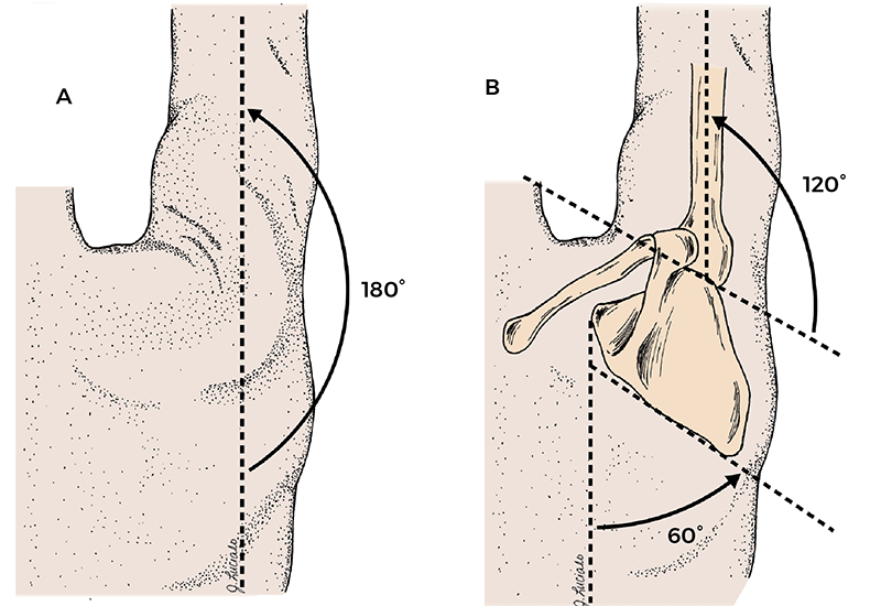 ScapulohumeralRhythm3