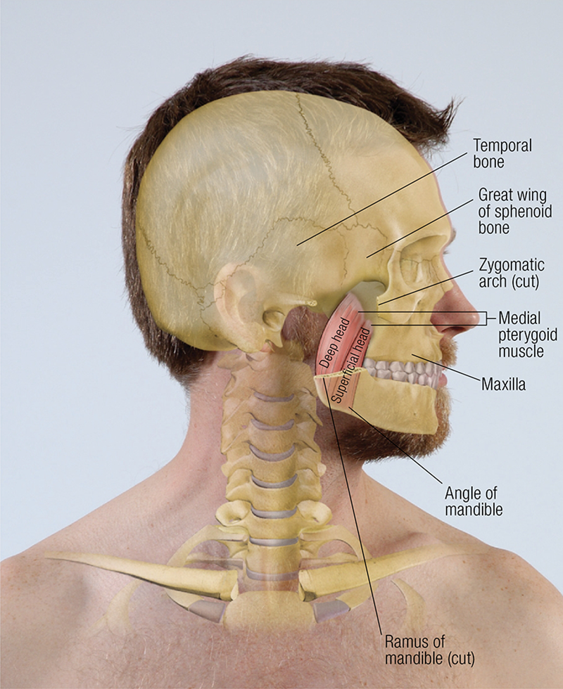 SO19_Medial Pterygoid SO19_Medial Pterygoid
