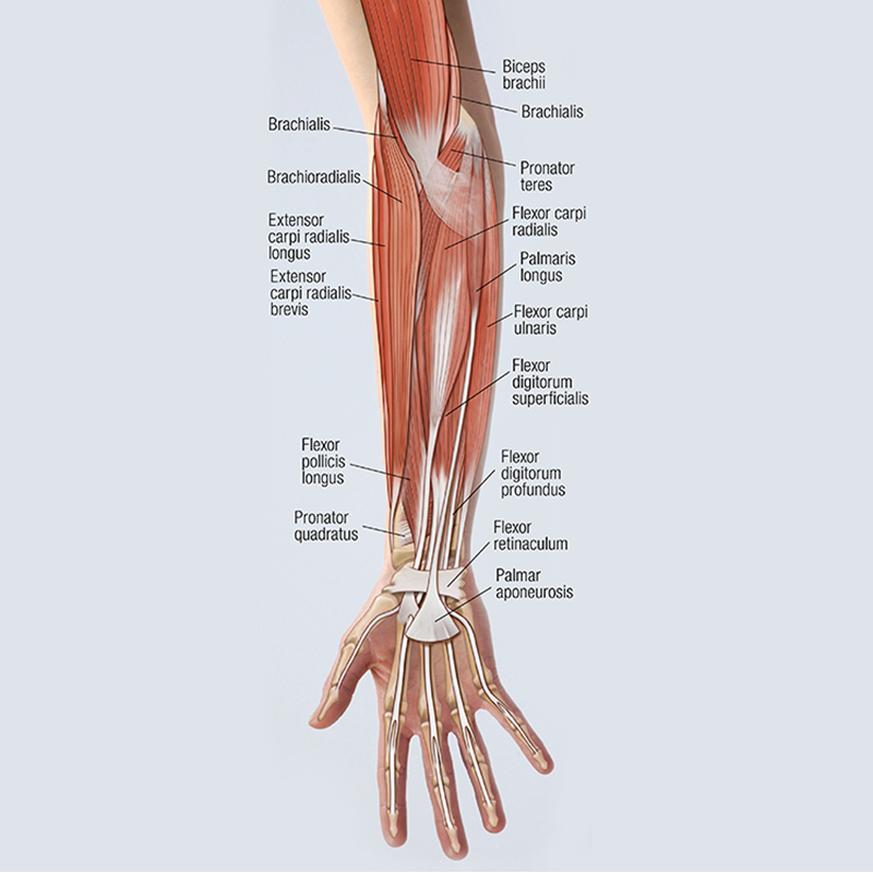 MJ_19_FunctionalAnatomy1_800 MJ_19_FunctionalAnatomy1_800