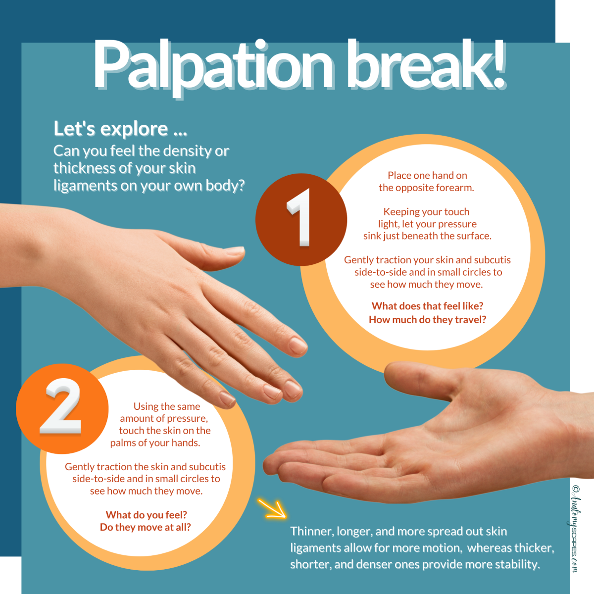 AnatomyTouch-JF23-PalpationExercise AnatomyTouch-JF23-PalpationExercise