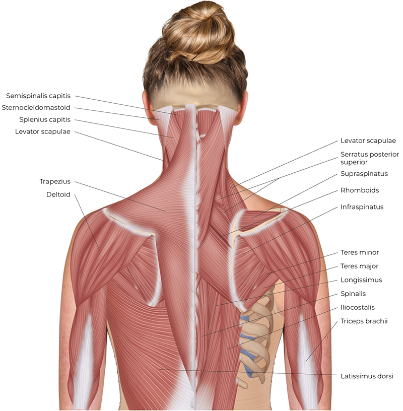 SP_26_StretchingNeck1_800 SP_26_StretchingNeck1_800