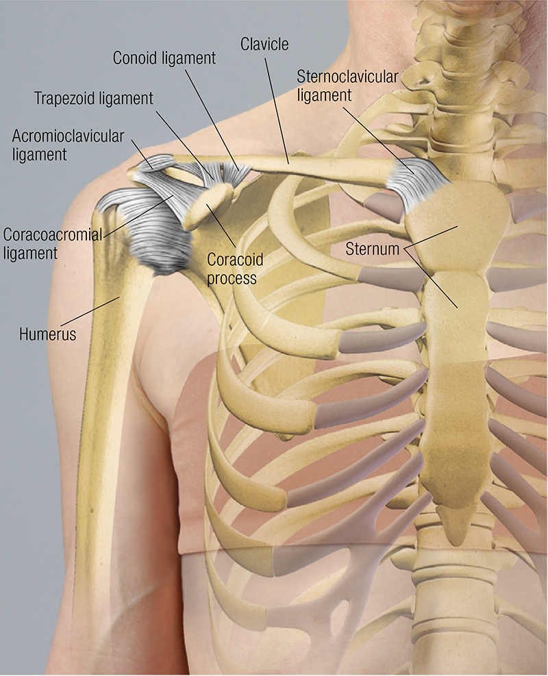 ND_19_FunctionalAnatomy1_800 ND_19_FunctionalAnatomy1_800