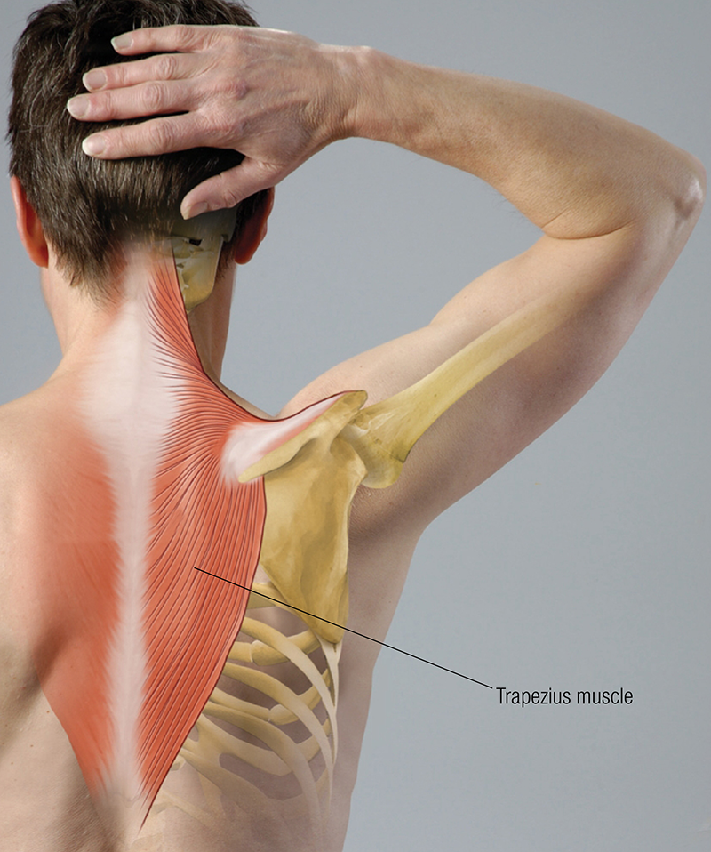 JF_19_FunctionalAnatomy1_800