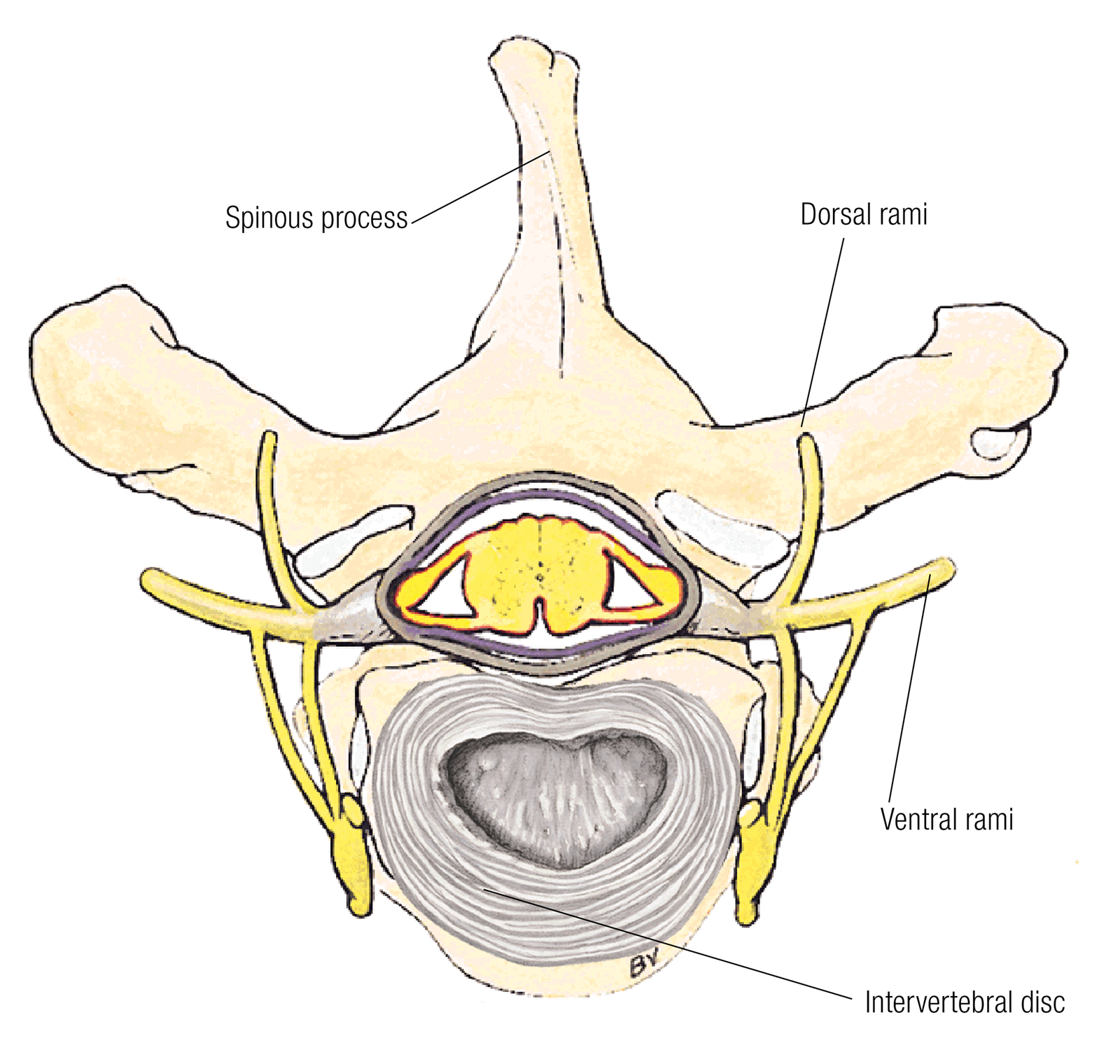 ND16_ScienceofNerves1 ND16_ScienceofNerves1