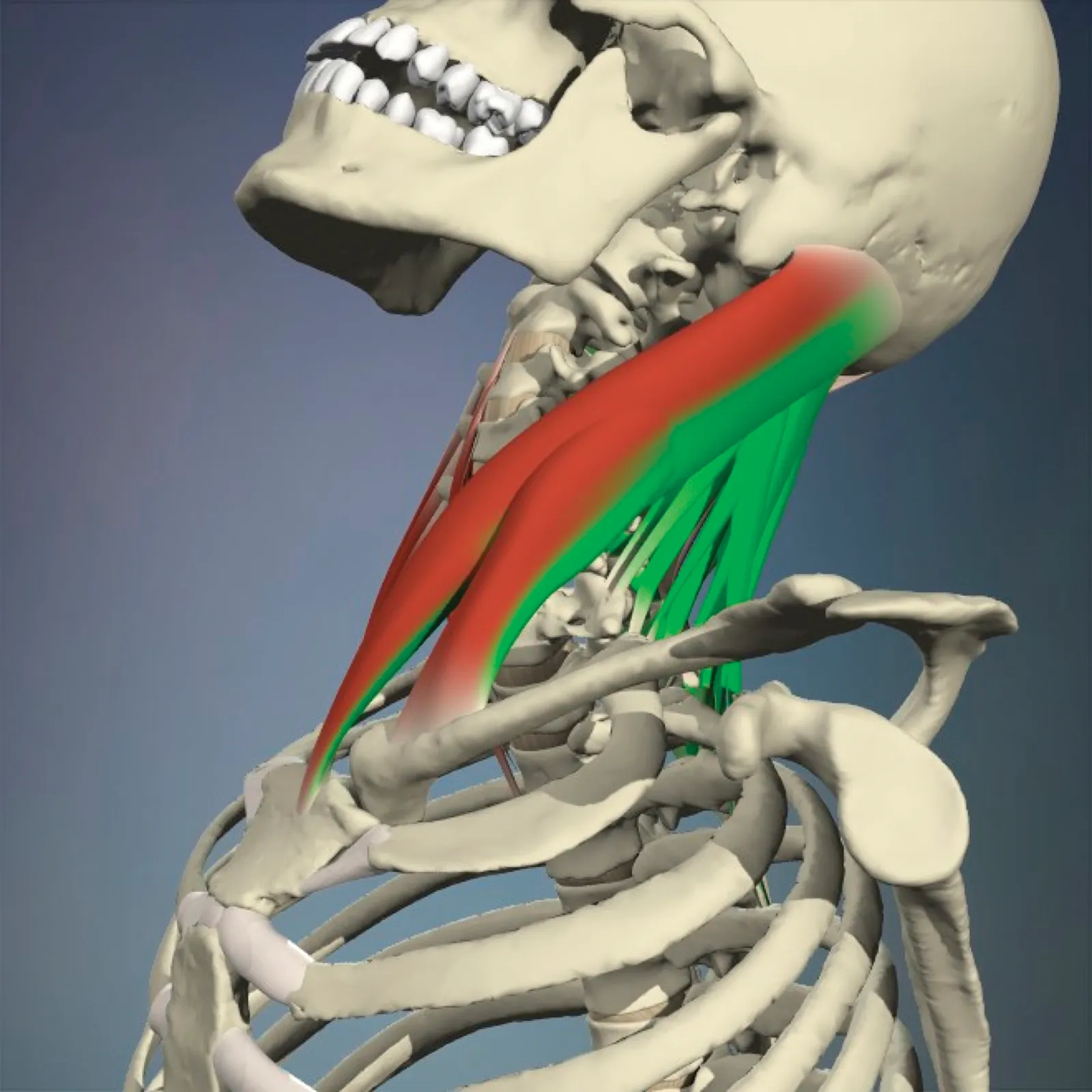 JA_16_Myofascial1_Main_CervicalExtension_1600 JA_16_Myofascial1_Main_CervicalExtension_1600