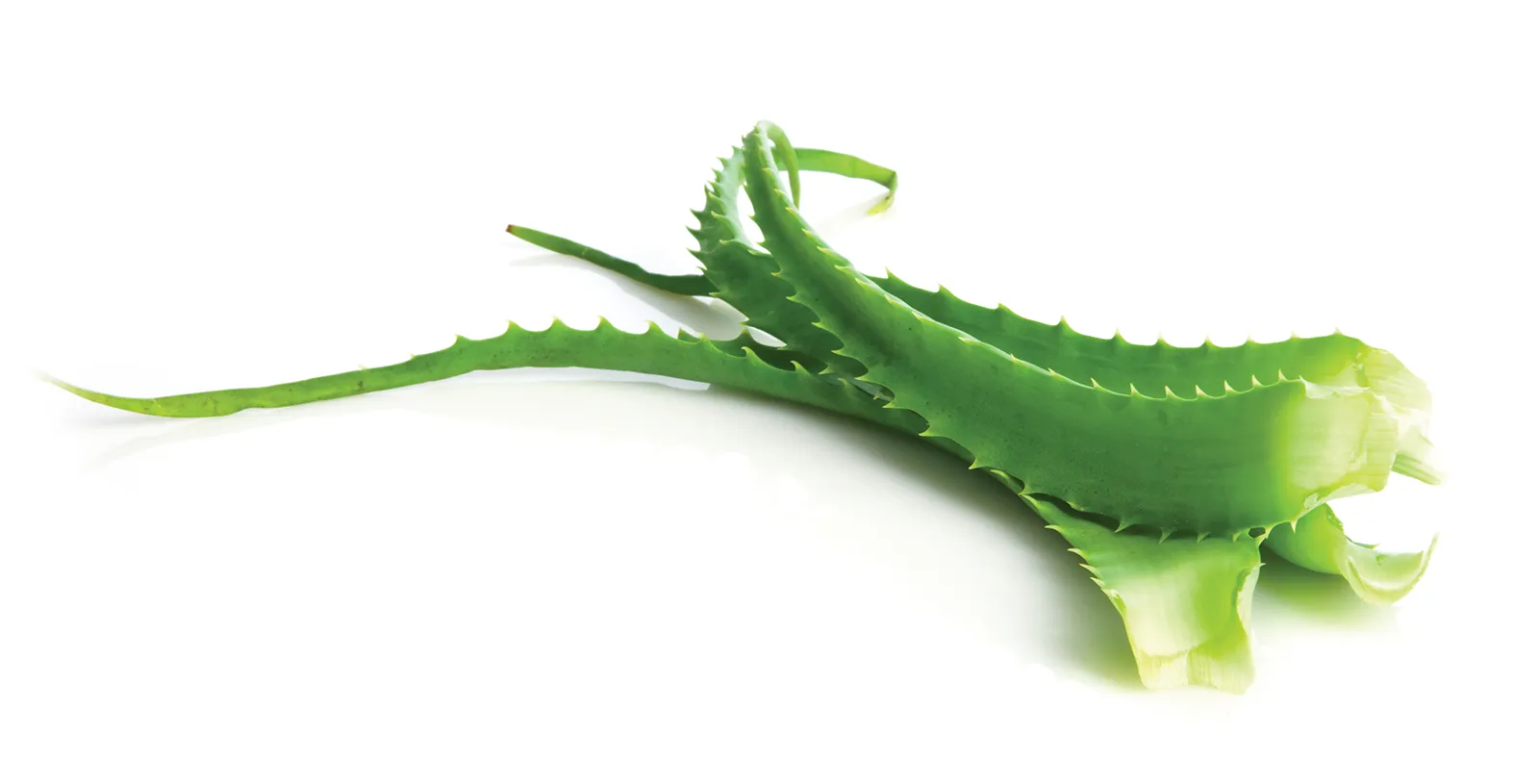 MJ_14_ClassClient_Secondary4_shutterstock_1600