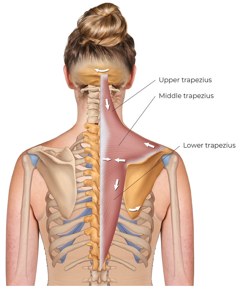 SP_26_StretchingNeck5_RightTrapezius_800 SP_26_StretchingNeck5_RightTrapezius_800