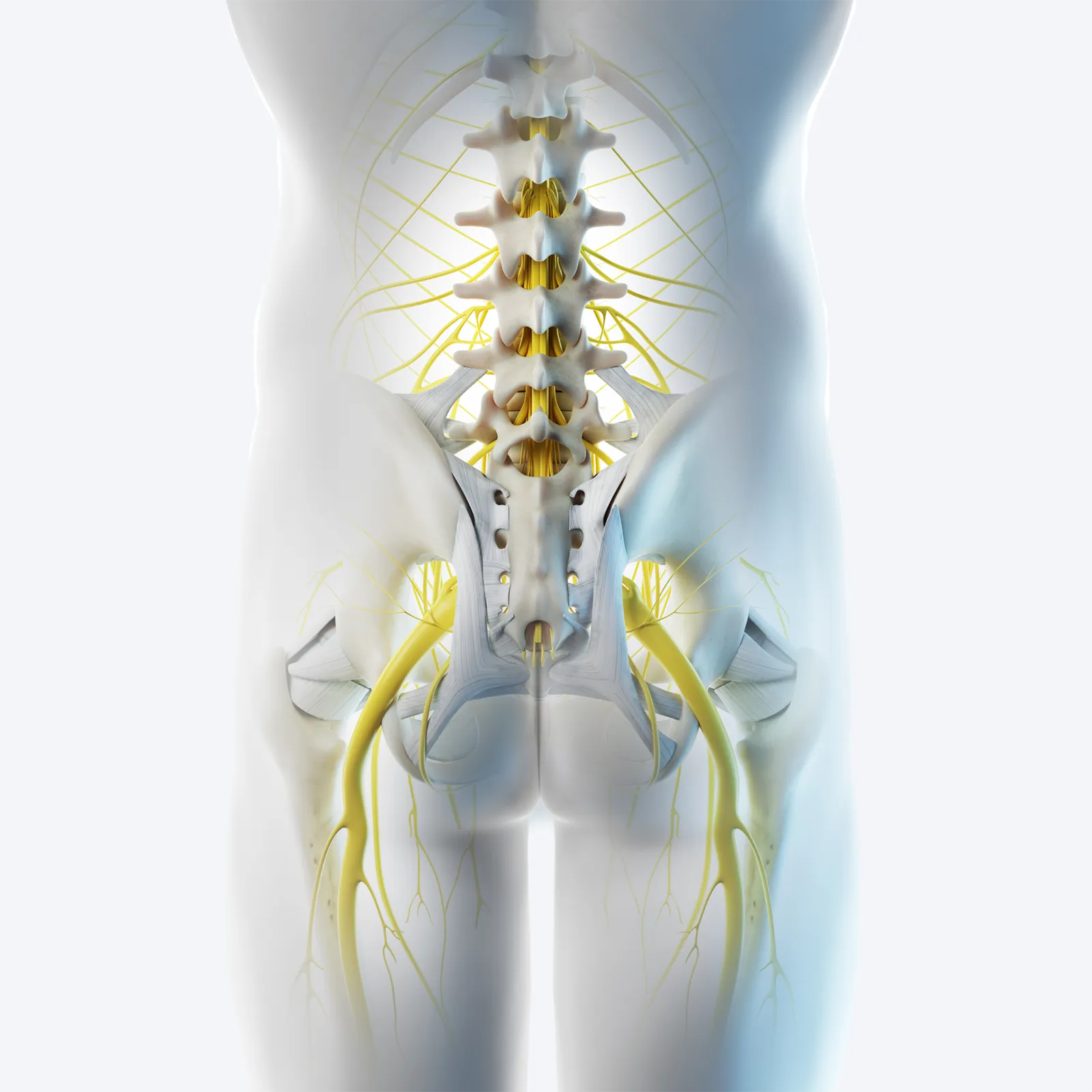 A posterior illustration of the pelvis.