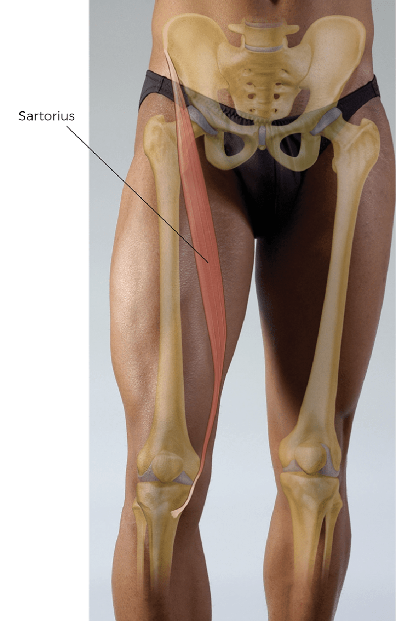 JA22_Sartorius1 JA22_Sartorius1