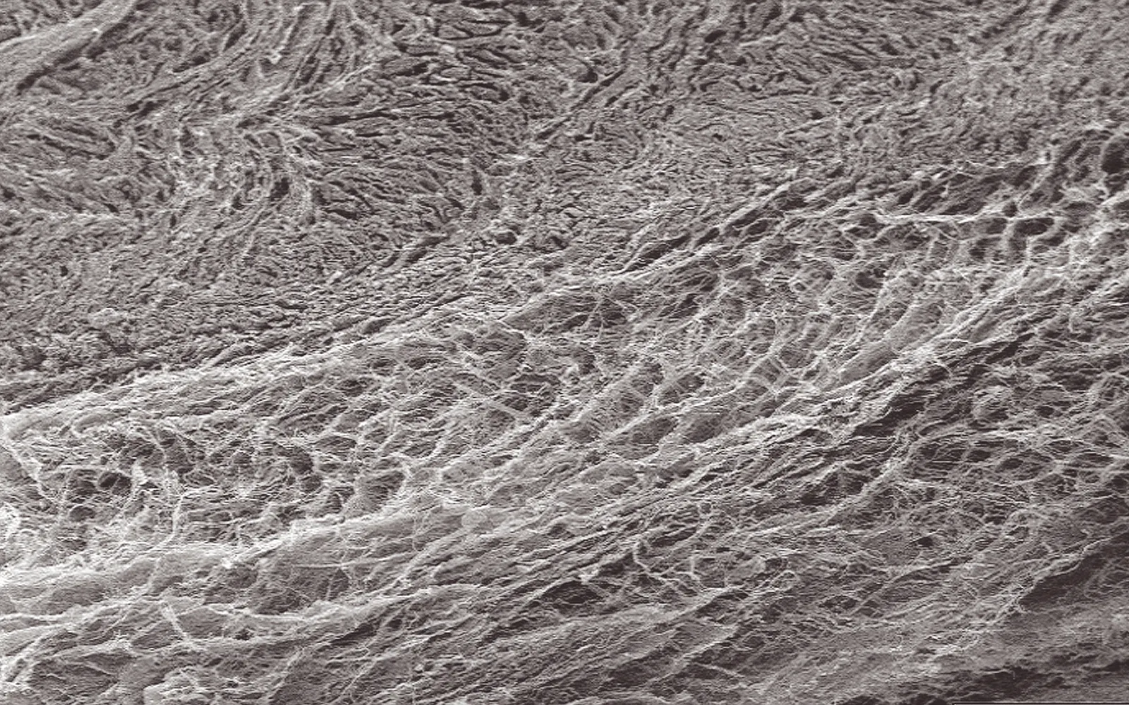 SO_16_LivingFascia2_Guimberteau_1600