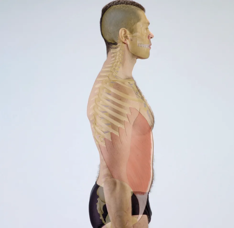 External Oblique Teaser Image External Oblique Teaser Image