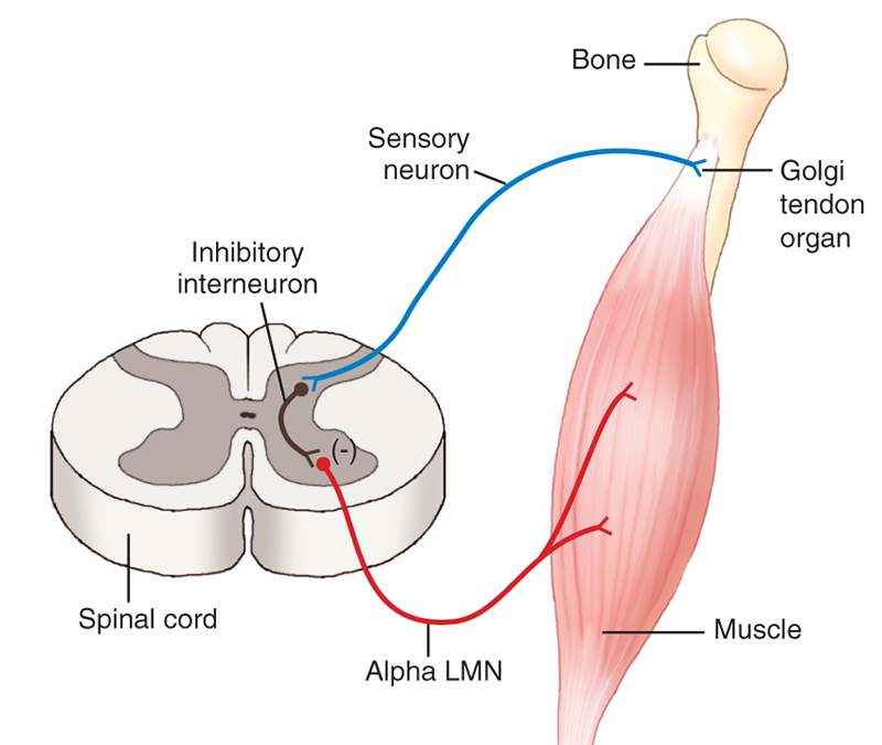 MJ_19_StretchingTheNeck5B_800 MJ_19_StretchingTheNeck5B_800