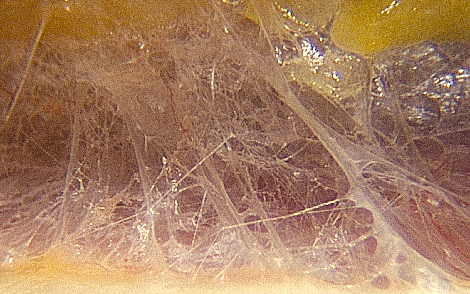 SO_16_DigitalExtra_Fascia6_1600 SO_16_DigitalExtra_Fascia6_1600