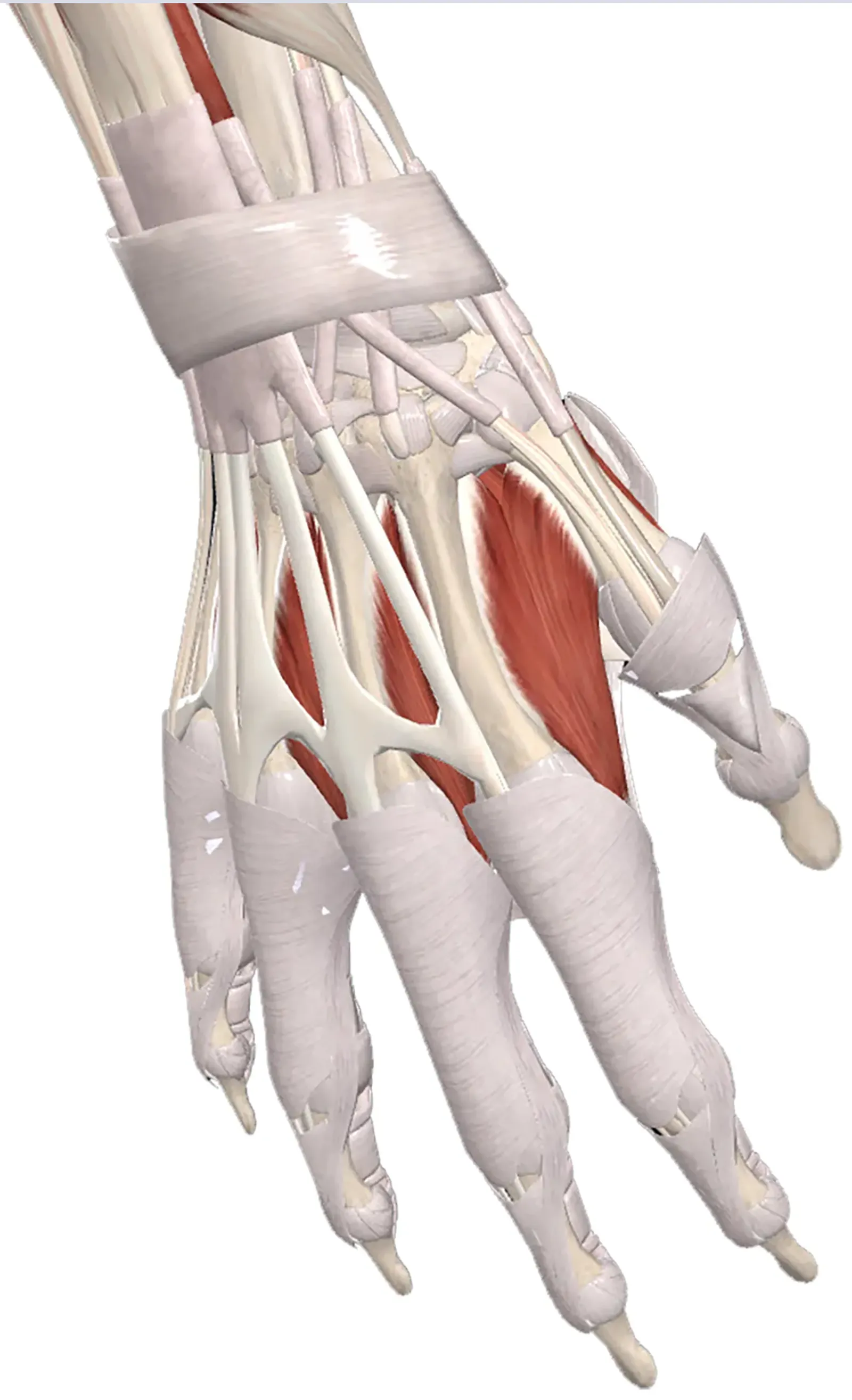 ClinicalExplorations_Main ClinicalExplorations_Main