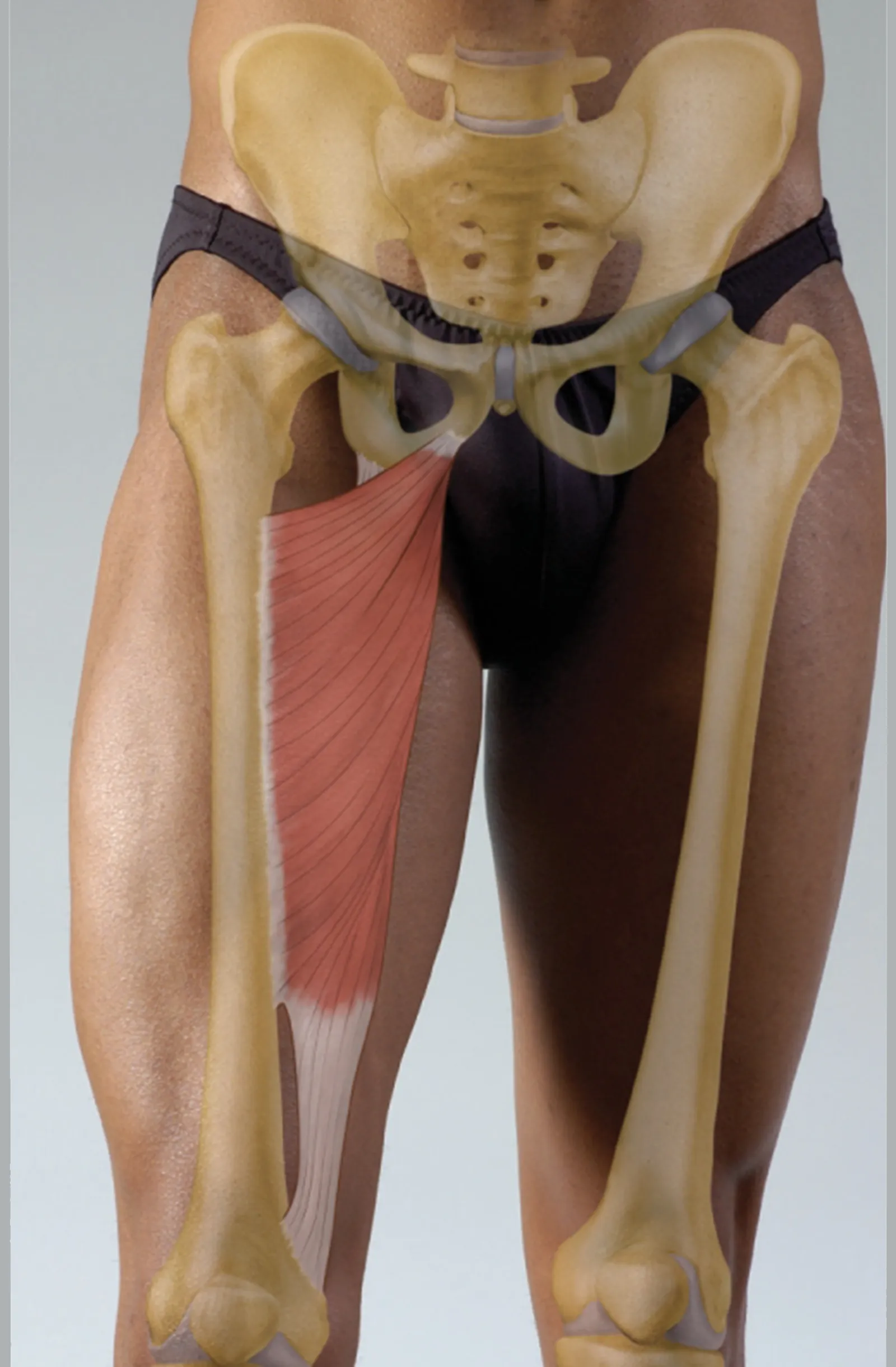 Adductor Magnus Teaser Image Adductor Magnus Teaser Image