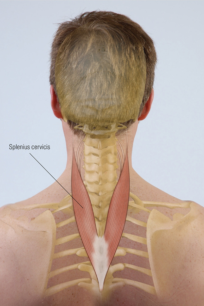 MJ20_Functional Anatomy Splenius Cervicis MJ20_Functional Anatomy Splenius Cervicis