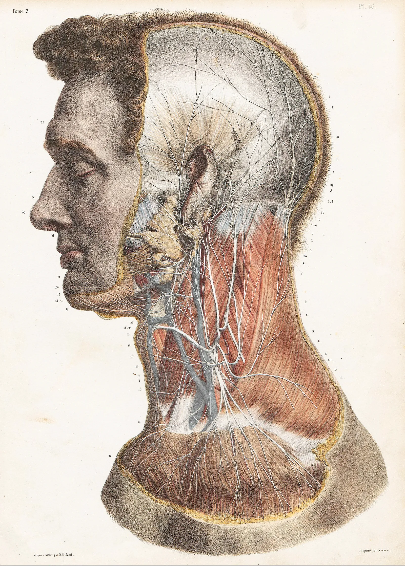 JA_16_Myofascial3_Bourgey_1600 JA_16_Myofascial3_Bourgey_1600
