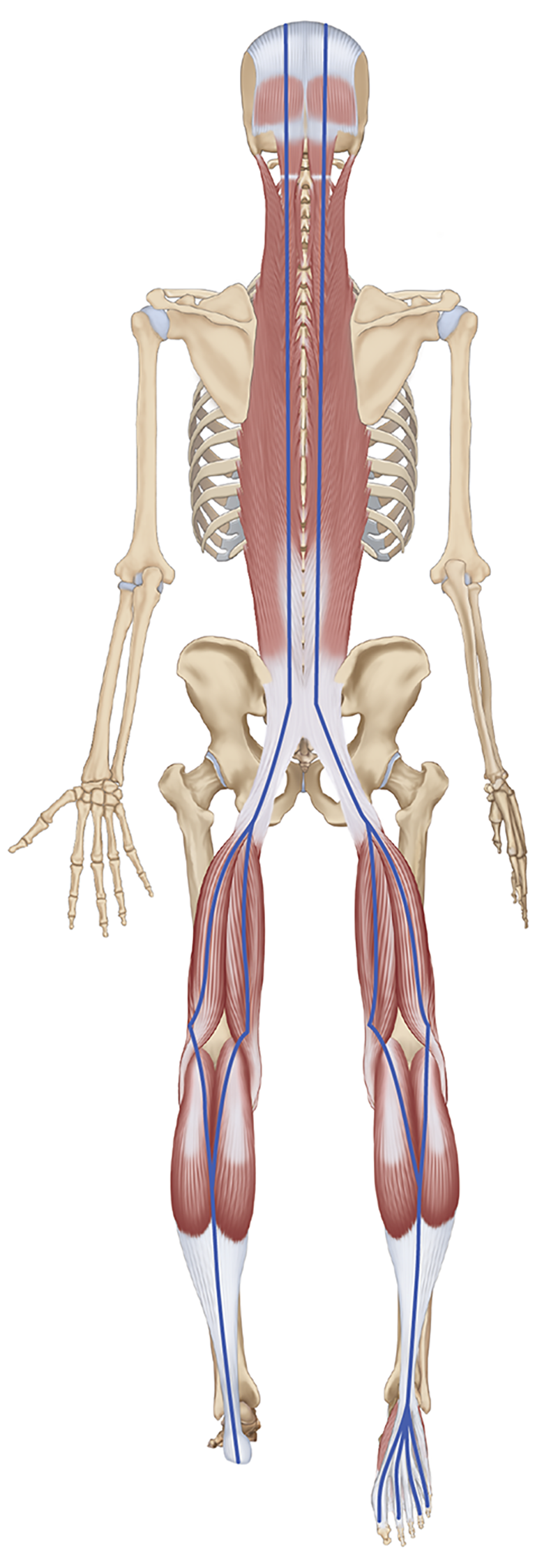 MJ20_MusclesStretched_Meridian2 MJ20_MusclesStretched_Meridian2