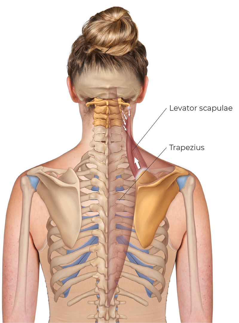 SP_26_StretchingNeck7_RightLevatorScapulae_800 SP_26_StretchingNeck7_RightLevatorScapulae_800