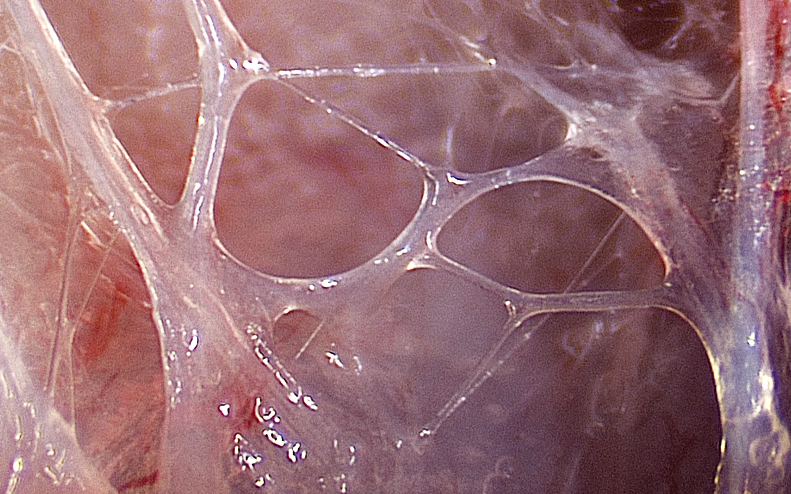 SO_16_LivingFascia7_Guimberteau_1600