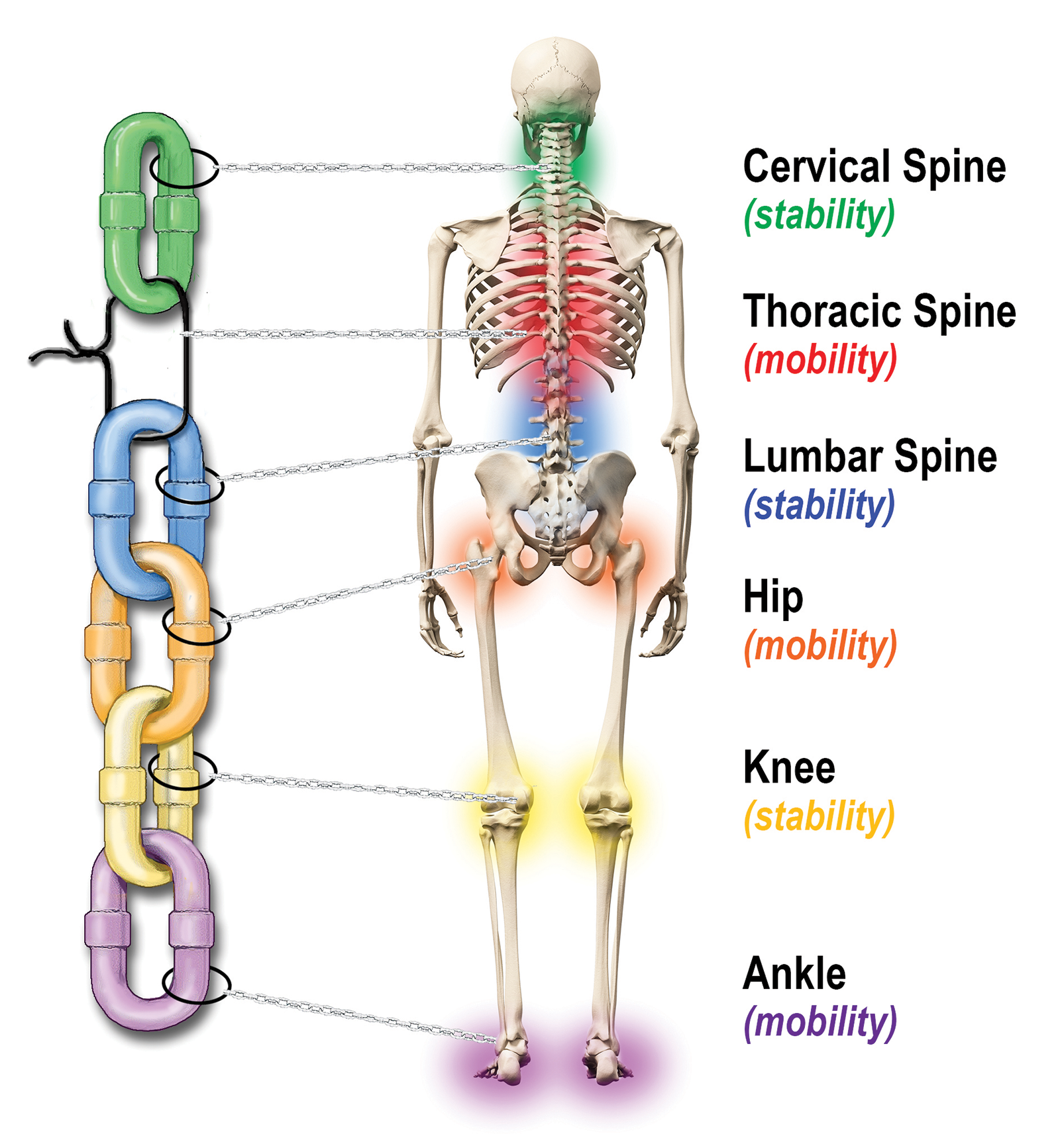 MA_14_Myoskeletal1_Main_1600