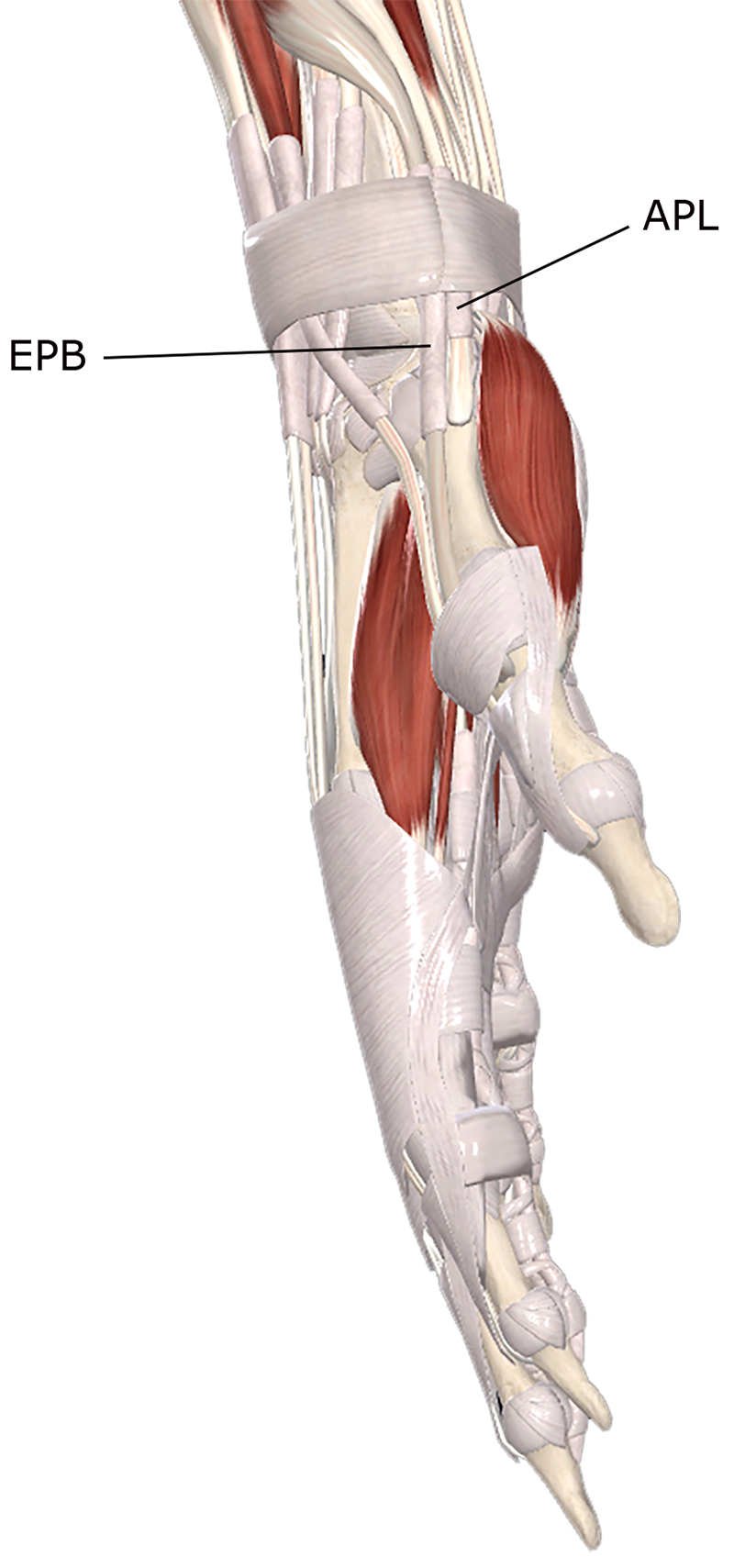 ClinicalExplorations2 ClinicalExplorations2