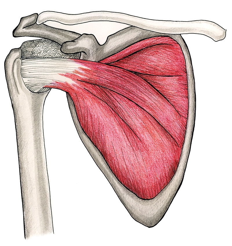 JF20_Slippery Subscap JF20_Slippery Subscap