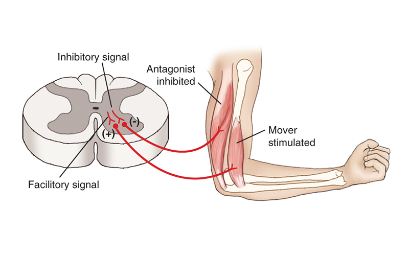 MJ_19_StretchingTheNeck5A_800 MJ_19_StretchingTheNeck5A_800