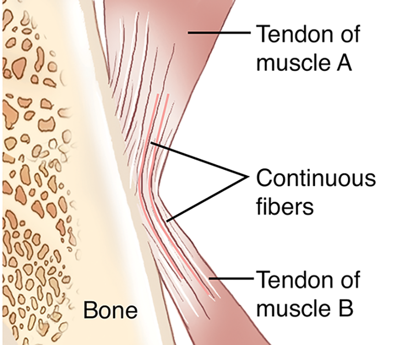 MJ20_MusclesStretched_Meridian1 MJ20_MusclesStretched_Meridian1