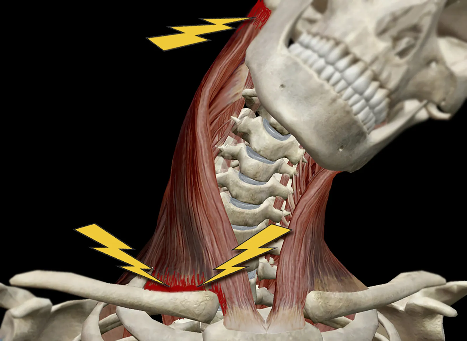 Enhancers in Action Teaser Image