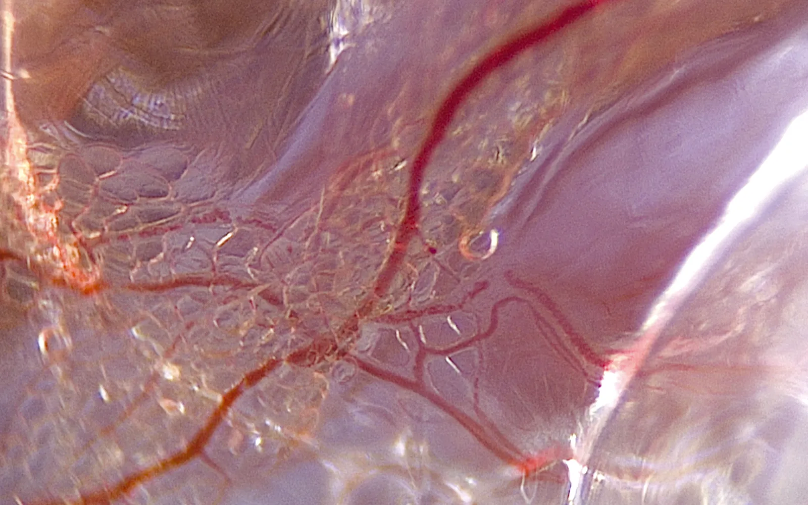 SO_16_LivingFascia5_Guimberteau_1600